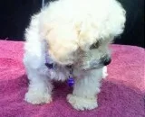 AKC TOY POODLE PUPPIES WHITES