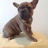 French bulldogs are love