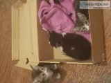 Free Kittens