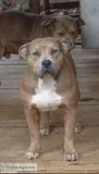 American Bully