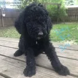 Goldendoodles