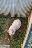 Potbelly pig