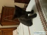 Kitten