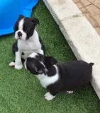 Boston Terrier Puppies for sale