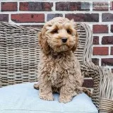 COCKAPOO PUPPIES