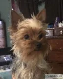 7 month ADORABLE 7 MONTH MORKIE girl puppy