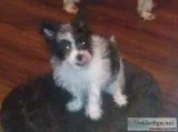 Yoranian Puppy(YorkiePimeran ian)