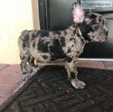 Sensible and cute french bulldogs pups