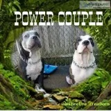 American Pit Bull Terrier Pups