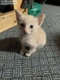 Kittens