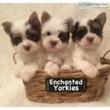 Adorable AKC Chocolate Parti Yorkies