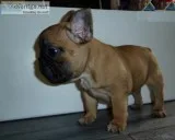 Tri colors french bulldogs