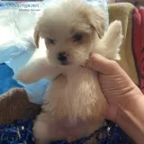 Shipoo pups