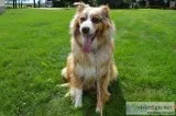 Red Merle Male Australian Shepherd