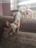 2 blue eyes babies Sphynx kittens now ready to meet their new ho