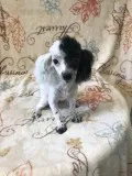 Female Toy Poodle Puppy
