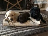 akc labradors