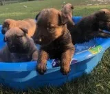BELGIAN MALINOIS PUPPIES