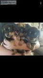 CKC Yorkie puppies