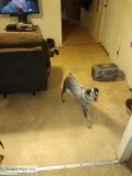 Blue heeler female