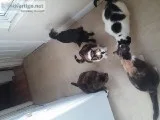 Four cats