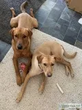 DomesticaMucama