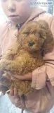 Goldendoodles