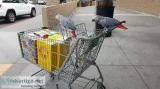  cuddly tame african grey parrots * 1 le