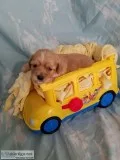 Cavachon male puppy (cavalier x bichon)
