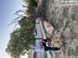 Steve the Tree Guy