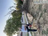 Steve the Tree Guy