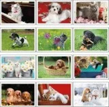 Animal and Wildlife Calendars