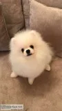 Cuttest tiny t-cup pomeranian puppies fo