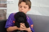 Goldendoodle f1 puppies home reared