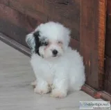 Poochon male nonshedding (poodlexbichon)