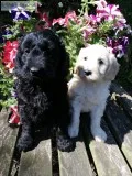 Miniature f1b goldendoodle babies