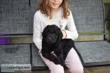 F1 miniature goldendoodles ready