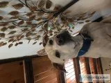Male Pitbull 5 years old