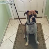 Boxer female seeking loving home