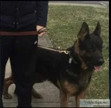 AKC German Shepherd Puppies