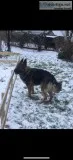 German Shepherd puppies