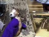 Free tiny mix breed