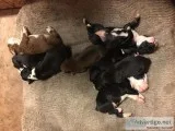 Boxer akc