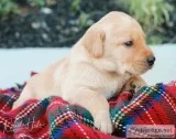 AKC Champion Bloodline English Labrador Retriever
