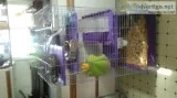 Baby ferret and 5 tier cage for sale