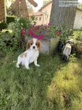 King Charles Cavaliers