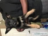 German Shepherd Puppys