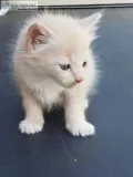 Kittens for sale