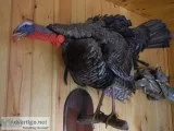turkey mount