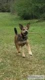 Half German Shepherd  half Lab ..2 yr old